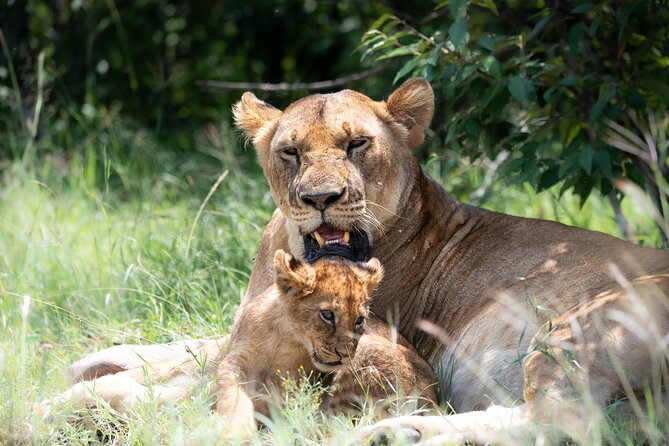 4x4 Safari in Tsavo East National Park - Key points to know before booking