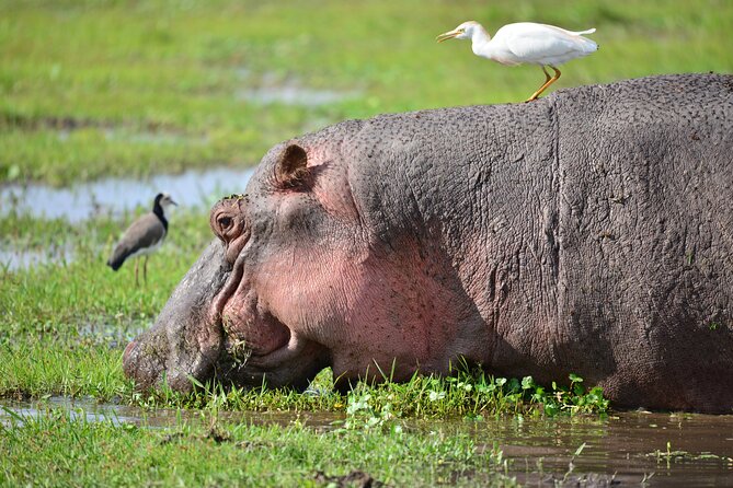 5-Day 4 Nights Masai Mara-L Nakuru-Hell's Gate Budget Safari - Day 4: Lake Nakurus rhinos and birdlife