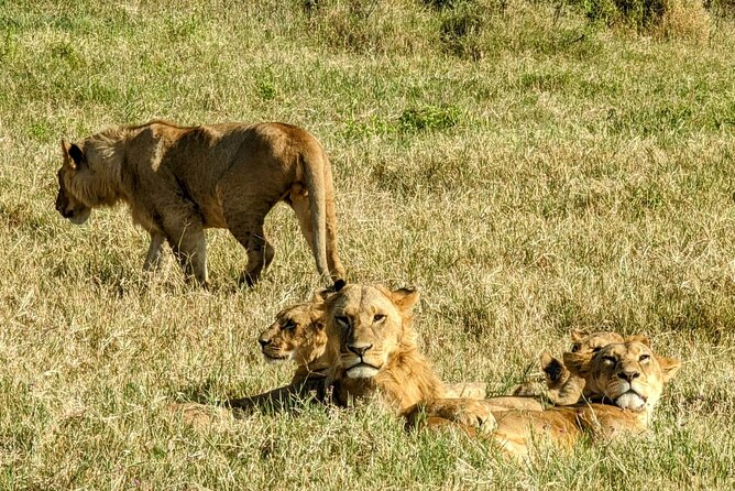 5 day Amboseli, Tsavo east and west expedition - Three Kenyan Parks in Five Days