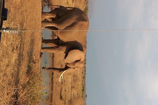 5 day Amboseli, Tsavo east and west expedition - Day Five: An Early Exit to Mombasa