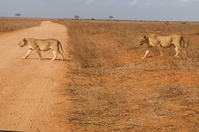 5 day Amboseli, Tsavo east and west expedition - Transport, Comfort, and Pace