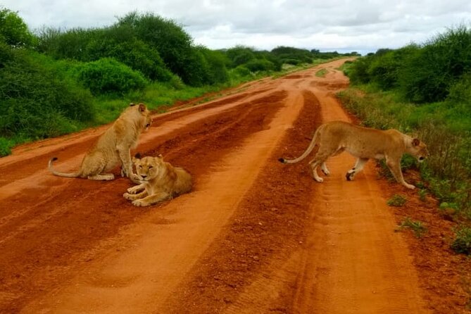 5 day Amboseli, Tsavo east and west expedition - Day Two: Reaching Amboseli After Breakfast