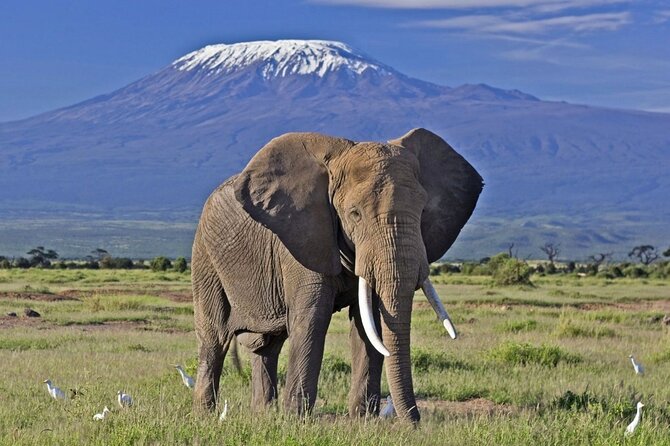 5 Day Amboseli & Tsavo West Safari - Key points to know before booking