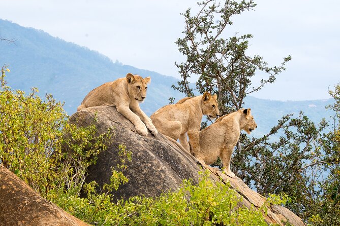 5 Day Amboseli & Tsavo West Safari - Day four: the biggest Tsavo West safari day