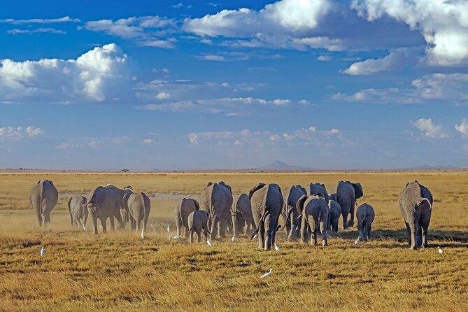 5 Day Amboseli & Tsavo West Safari - What the $1,500.80 price covers
