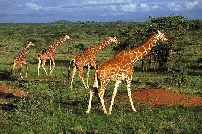 5 Day Amboseli & Tsavo West Safari - The guide and personal service