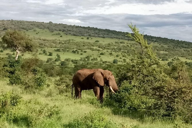 5-Day Crescent Island, Hell’S Gate, Naivasha, Amboseli National Park - What this five-day route does well