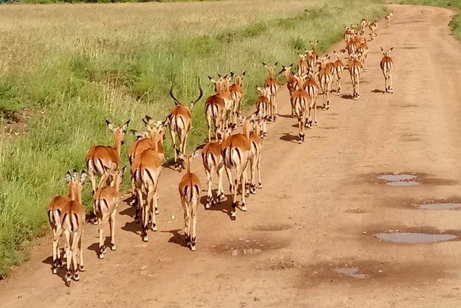 5-Day Crescent Island, Hell’S Gate, Naivasha, Amboseli National Park - Day 2: Two game drives and an optional Maasai village visit