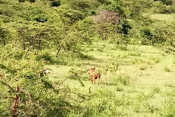 5-Day Crescent Island, Hell’S Gate, Naivasha, Amboseli National Park - Day 3: Hell’s Gate, Lake Naivasha, and a choice of activities