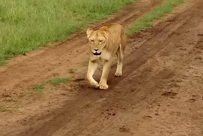 5-Day Crescent Island, Hell’S Gate, Naivasha, Amboseli National Park - Day 4: Crater Lake’s volcanic rim and birdlife