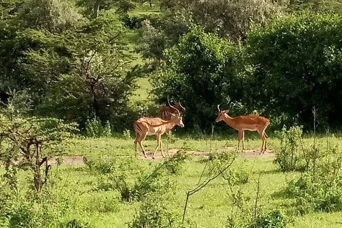 5-Day Crescent Island, Hell’S Gate, Naivasha, Amboseli National Park - Day 5: The long return to JKIA
