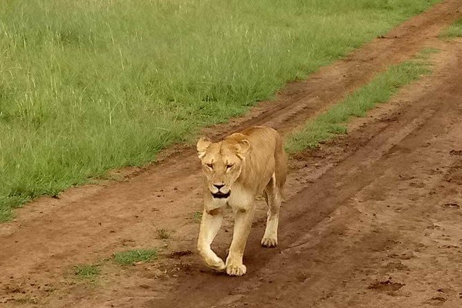 5-Day Crescent Island, Hell’S Gate, Naivasha, Amboseli National Park - Day 1: From JKIA to Amboseli beneath Mount Kilimanjaro