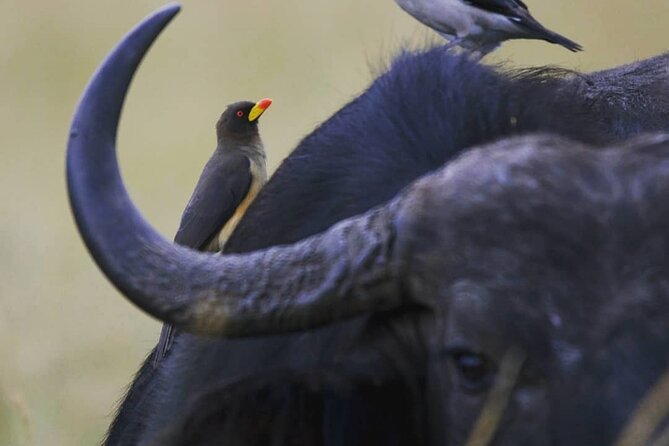 5-Day Lakes and Masai Mara Plains 4 x 4 Safari - The Early Drive and Return to Nairobi