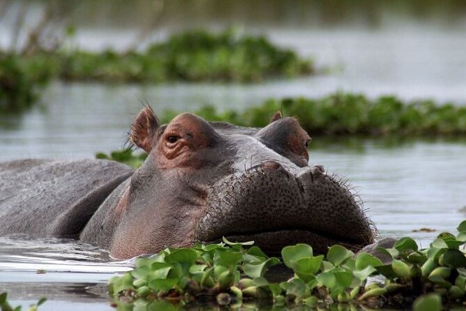 5-Day Masai Mara Lake Nakuru and Naivasha Small-group Safari Tour - Why this five-day route works