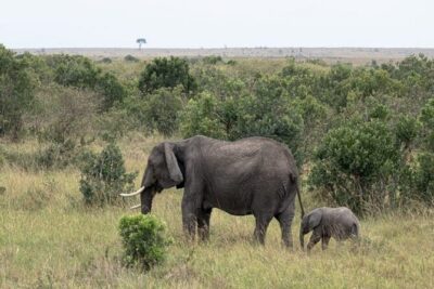 5-Day Masai Mara Lake Nakuru and Naivasha Small-group Safari Tour