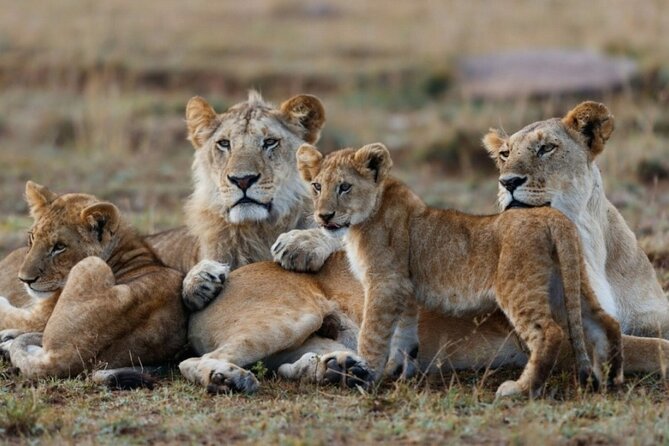 5-Day Masai Mara Lake Nakuru and Naivasha Small-group Safari Tour - Transport, group size, and the daily rhythm