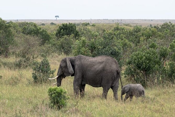 5-Day Masai Mara Lake Nakuru and Naivasha Small-group Safari Tour - Day two: a full day among the Mara’s big cats