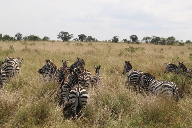5-Day Private Tour in Kenya's Best Game Parks - Amboseli and the mountain on day one