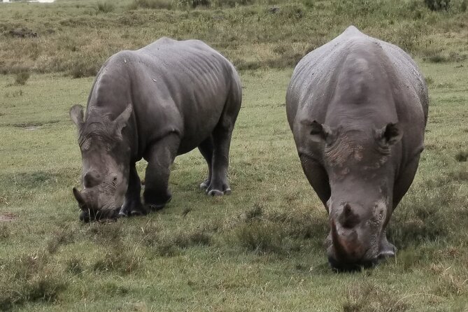 5-Day Safari in Maasai Mara, Lake Nakuru and Naivasha - Day 2: A full Maasai Mara game drive