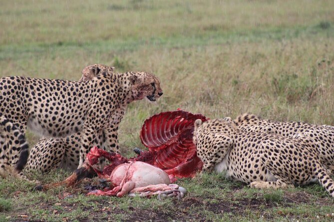 5-Day Safari in Maasai Mara, Lake Nakuru and Naivasha - Day 4: Lake Nakuru rhinos, then a boat on Naivasha