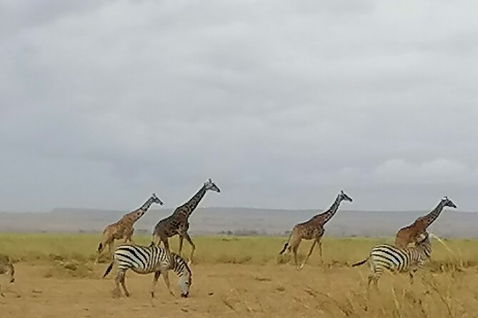 5-Day Safari in Maasai Mara, Lake Nakuru and Naivasha - Accommodation, meals, and vehicle comfort