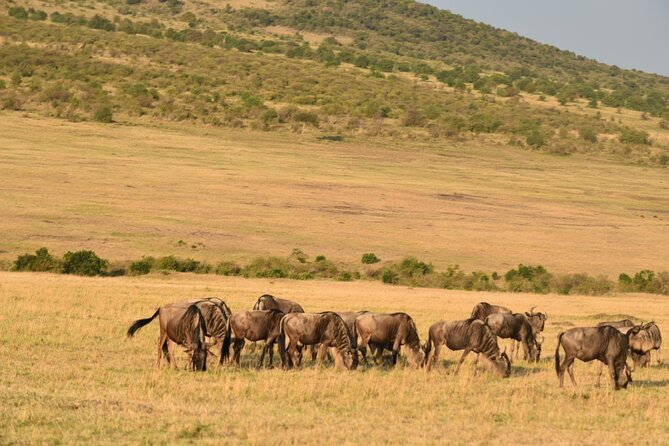 5-Day Safari in Maasai Mara, Lake Nakuru and Naivasha - Day 3: Leaving the Mara for Lake Nakuru