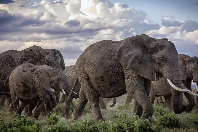 5-Day Safari Tour in 3 National Parks - Why this safari works well from Diani Beach