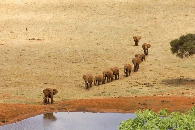 5 Day Tsavo [East & West] Amboseli & Taita Wildlife Park Safari Expedition - Day 1: Tsavo West, volcanic ground and black rhinos