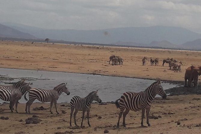 5 Day Tsavo [East & West] Amboseli & Taita Wildlife Park Safari Expedition - Day 3: Amboseli at sunrise, then Taita Hills