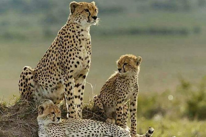 5 Day Tsavo [East & West] Amboseli & Taita Wildlife Park Safari Expedition - Day 4: Entering Tsavo East and reaching Voi