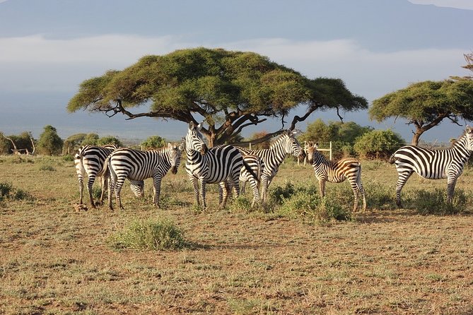 5 Days/4 Nights Kenya Safari - What this five-day safari is really like