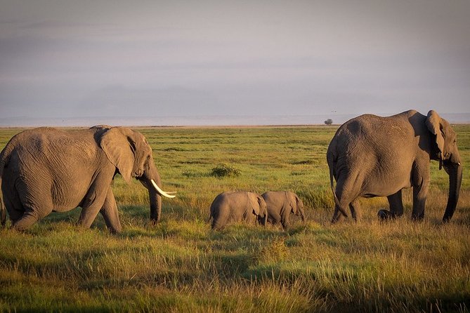 5 Days/4 Nights Kenya Safari - Day 3: Leaving the Mara for Lake Naivasha and Nakuru