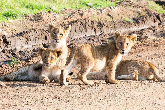 5 Days/4 Nights Kenya Safari - The service factor matters on a route this busy
