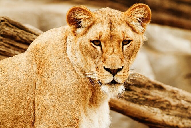5 Days 4 Nights Lake Naivasha & Masai Mara Luxury Kenya Safari - Day 3: Your fullest wildlife day