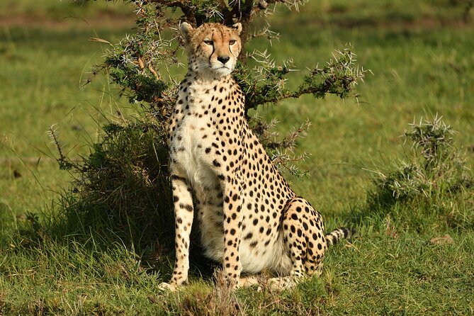 5 Days 4 Nights Lake Naivasha & Masai Mara Luxury Kenya Safari - Day 4: One last drive, then Nairobi