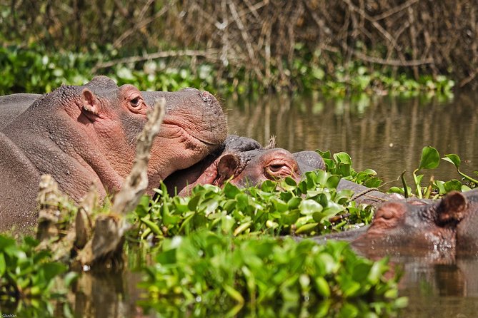 5 Days Best Of Kenya Safari - Nairobi to Maasai Mara: a long first day with a big payoff