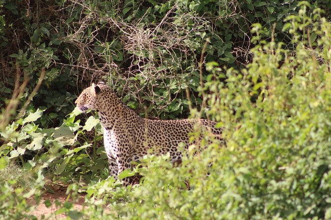 5 Days Best Of Kenya Safari - The final return to Nairobi