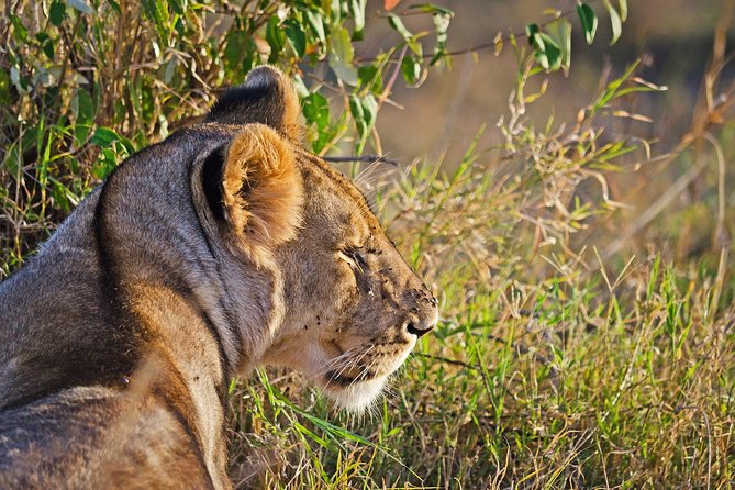 5 Days Best Of Kenya Safari - What the $2,820 price really covers