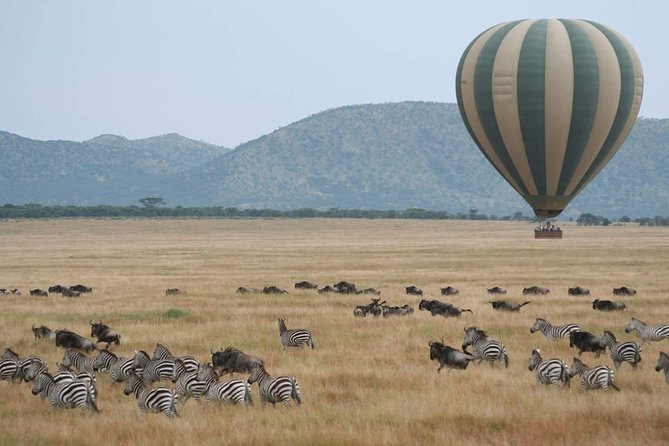 5 Days Best Of Kenya Safari - Two game-drive periods in Maasai Mara