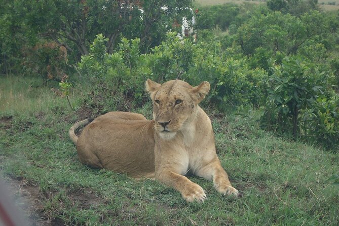 5 Days Budget Safari To Masai Mara, Lake Nakuru and Lake Naivasha - Key points to know before booking