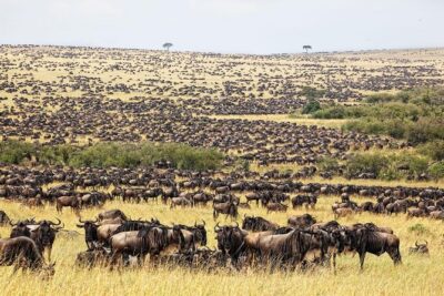 5 Days Hell’s Gate, L. Naivasha, L. Nakuru & Masai Mara Luxury Safari