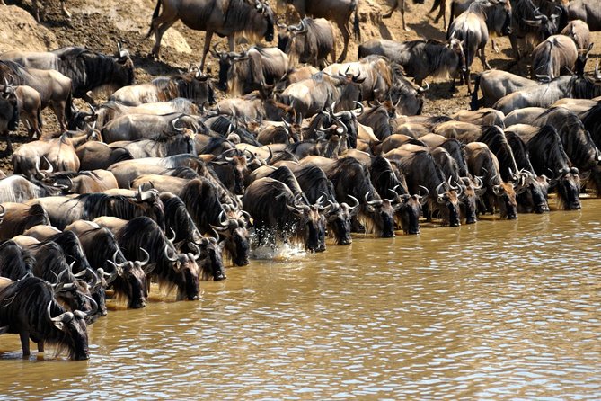 5 Days Hell's Gate, L. Naivasha, L. Nakuru & Masai Mara Luxury Safari - Day 4: A full Masai Mara game-viewing day