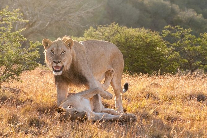5 Days Kenya Masai Mara and Lake Nakuru Private Tour - The final Nakuru drive and return to Nairobi