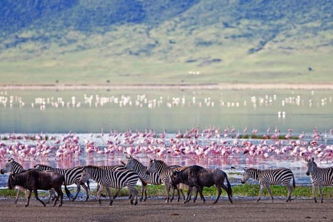 5 Days Kenya Masai Mara and Lake Nakuru Private Tour - Timing, weather, and cancellation details