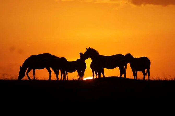 5 days Kenya Safari Expedition - Key points to know before booking