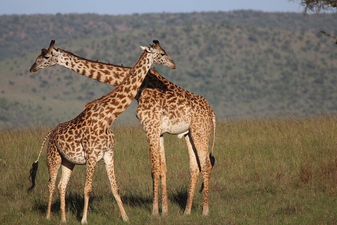 5 Days Lake Naivasha, Lake Nakuru, & Masai Mara - Day 4: The full Masai Mara safari day