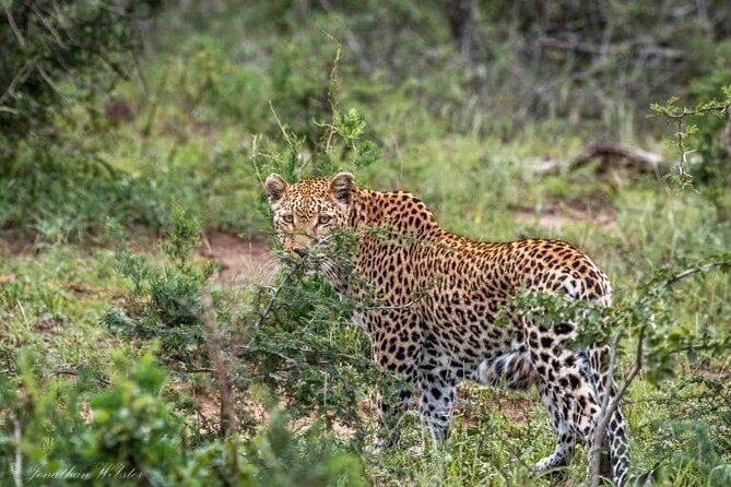 5 Days Lake Nakuru-Lake Naivasha & Maasai Mara Safari - A short safari with three very different stops