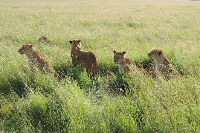 5 Days Lake Nakuru-Lake Naivasha & Maasai Mara Safari - What the praise tells you about the service