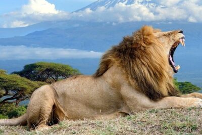 5 Days Maasai mara, Lake Nakuru, samburu private lodge safari