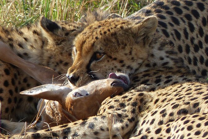 5 Days Magical Kenya Safari Private Tour - Why This Five-Day Route Works